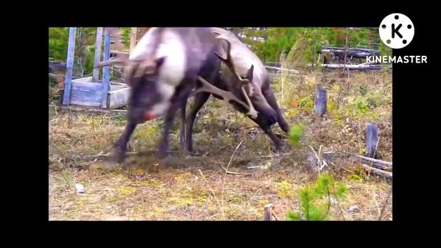 Barasingha Fight / Wild animal videos /Swamp Deer / Antler #shortsfeed смотреть онлайн