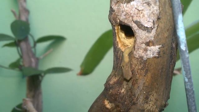 Шмели строят гнездо. Как живут шмели? Мохнатый шмель. #шмели #Доминикана смотреть онлайн