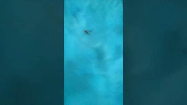 Дохлая ворона смотреть онлайн