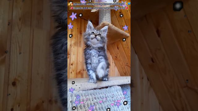 🍬🍭Конфетка мейн-кун Nutella🍬💙 #екатеринбург #котята #мейнкун #islandcat #уралмаш #котятамейнкун смотреть онлайн