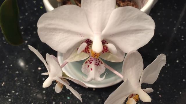 Обзор любимых орхидей с названиями.. Тайсуко Джаспер, Стюартиана, Хот Кисс... и др))))) смотреть онлайн