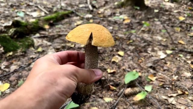 ГРИБНОЕ ПРОКЛЯТИЕ БЕЛАРУСИ! смотреть онлайн