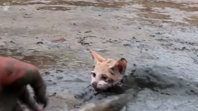 Последний момент... Прошло два дня, котенок может только кричать напрасно...