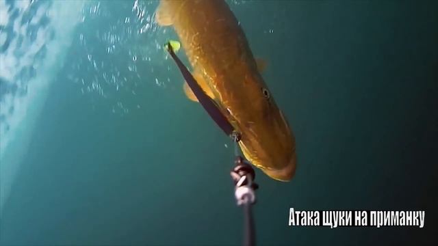 ЗАГЛОТИЛА ПРЯМО В ШАХТУ!!!? Поклевки - ОТДАЙ УДОЧКУ! Рыбалка на спиннинг? Щука, Подводная съёмка смотреть онлайн
