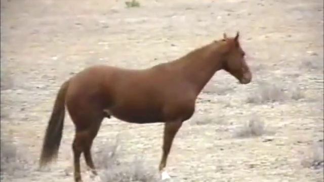 вояджер воспоминание