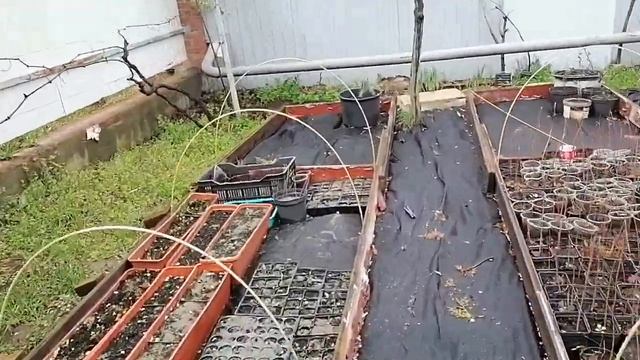 Ответы покупателям саженцев. Главный вопрос: 