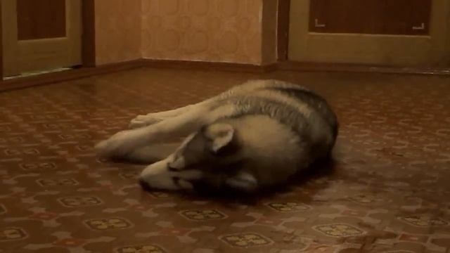 Хаски бесится после купания. смотреть онлайн