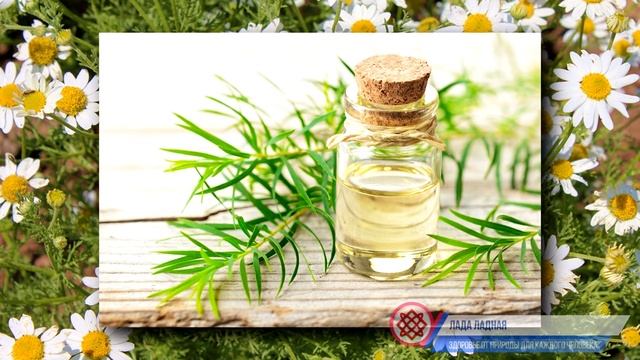 НАРОДНЫЕ СРЕДСТВА ДЛЯ БОРЬБЫ С КЛЕЩАМИ. Защита от Клещей смотреть онлайн