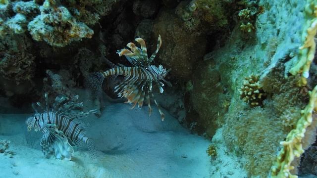 Música Relajante Y Fondos Marinos ? Calma La Mente ? Quitar La Rabia Interior Y La Tristeza