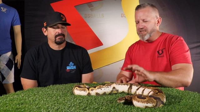 The Enchi Gene! Ball Python Morphs - DsBalls.com смотреть онлайн