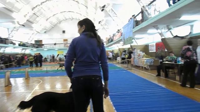 Сибирь Кобели Юниоры 3 смотреть онлайн