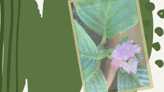 Розмноження ГОРТЕНЗІЇ живцями 🌿🌸💐 Частина 4 : ЦВІТІННЯ 🌿🌸💐 смотреть онлайн