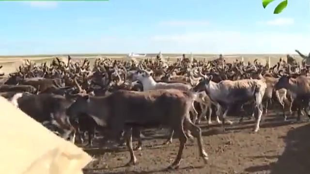 172 человека вакцинировано от сибирской язвы в Надымском районе смотреть онлайн