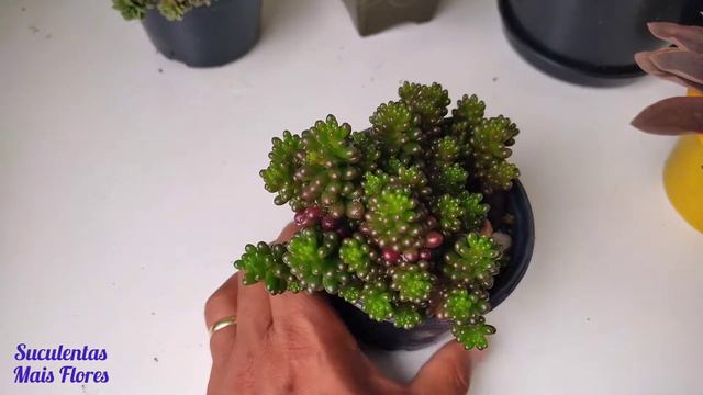 Suculenta  Sedum Red Berry Succulent 🌸enchendo Vaso