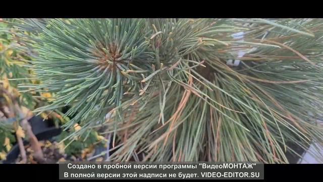 Сосна Пандероза Биг Бумер (Pinus Ponderosa Big Boomer) Редкие хвойные в саду.