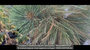 Сосна Пандероза Биг Бумер (Pinus ponderosa Big Boomer) Редкие хвойные в саду.