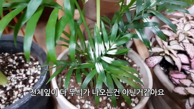 [거실가드닝] 새식물소개와 봄을맞은 거실 식물근황!!! смотреть онлайн
