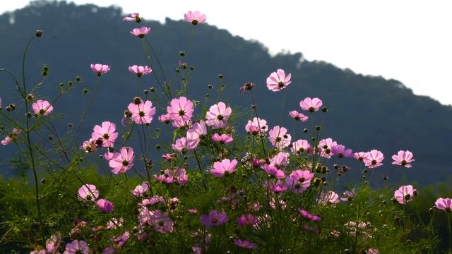 Herkesin Aradığı Muhteşem Türküler [SEÇME - 2024] #türkü #türküler #türkhalkmüziği