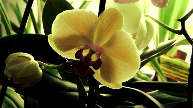 Орхидеи. Перепутали названия. смотреть онлайн