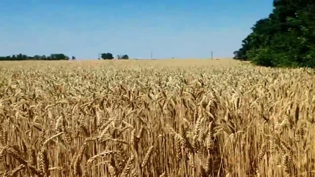 САМВЕЛ АДАМЯН ИЩЕТ ЗАМЕНУ GRANDENIKO В TIK-TOK