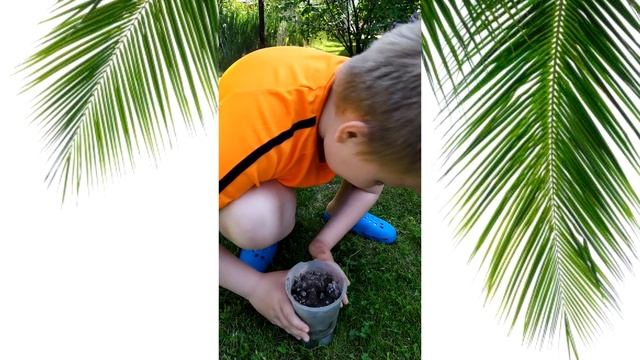 Как мы провели эксперимент и вырастили финиковую пальму!!! смотреть онлайн