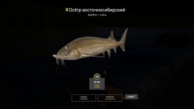 Русская рыбалка 4. Нижняя Тунгуска. Осетр восточносибирский. смотреть онлайн