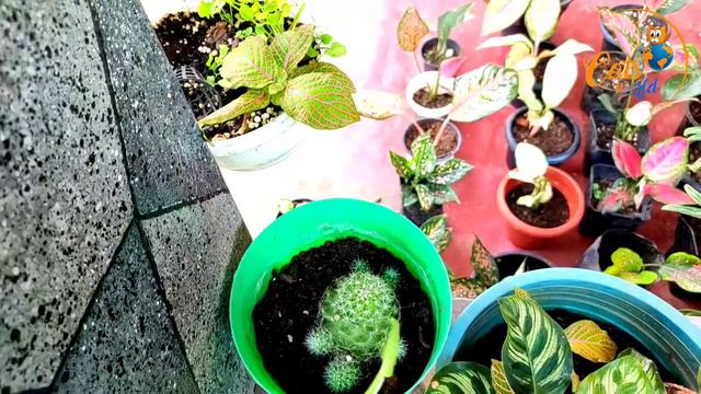 plant sale in kerala@catsworld1469 #homegarden #plants #onlinesale смотреть онлайн
