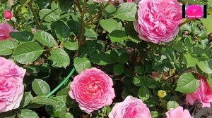 РОЗА ПРИНЦЕССА АЛЕКСАНДРА ОФ КЕНТ. ОБЗОР