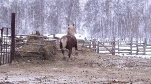 Конеферма Сундырина