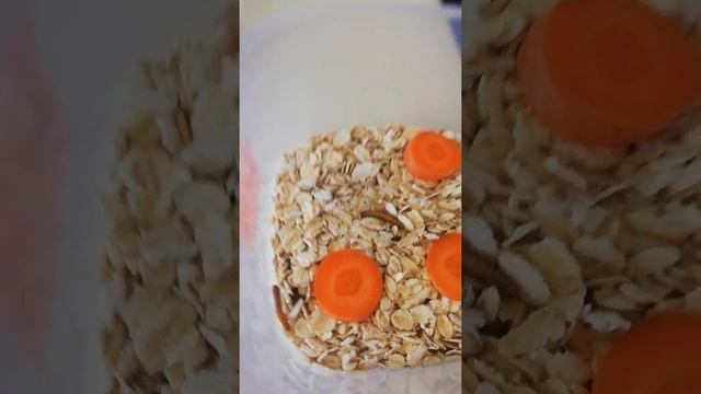 Разведение мучного червя смотреть онлайн