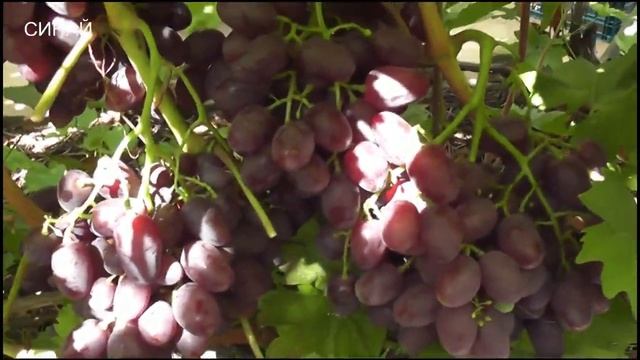 22 августа 2021 года Нов.Подарок Запорожью,Аркадия,Эталон,Сенай,Надежда УкрНИИ,к-ш Яся,Ливия, Рудик смотреть онлайн