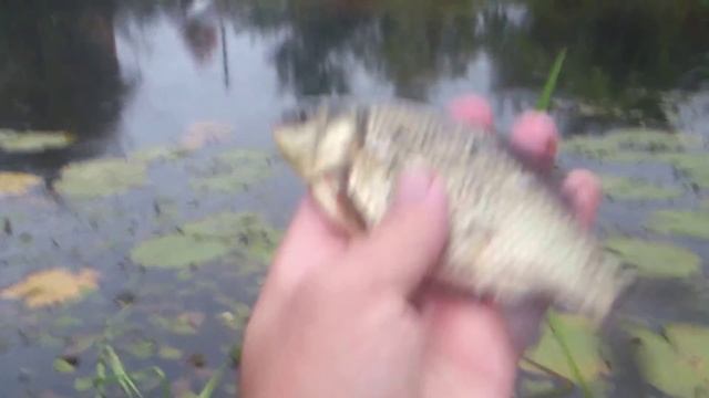 Крупный карась в дачном пруду. смотреть онлайн