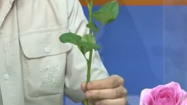 Мастер-класс: Черенкуем розы смотреть онлайн