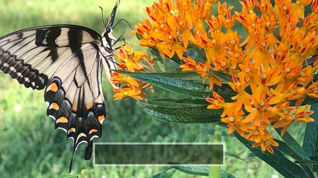 Awesome Garden and Landscape Photos - Subscriber Sunday - 09-2020 смотреть онлайн