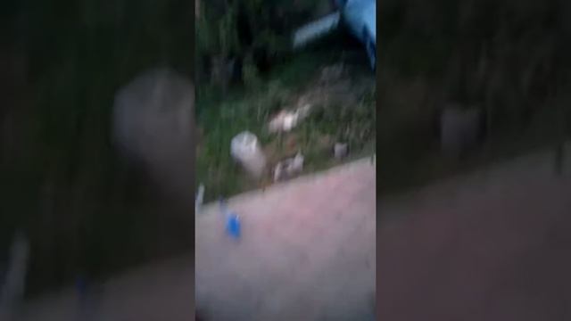 Димексид в мотике ! Обработка.(11) смотреть онлайн