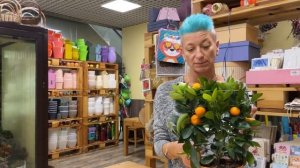 Цитрус Микрокарпа - сезонное комнатное растение | Цитрофортунелла | Правильный уход за цитрусом
