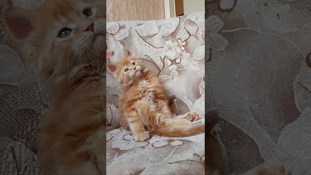 Walter MOS Lakshestar 2 месяца. Котенок мейн кун. смотреть онлайн