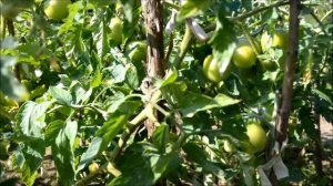 Томат "Ляна"  в открытом грунте