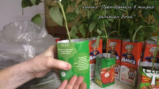 Перцы для большого урожая формирую в рассаде смотреть онлайн