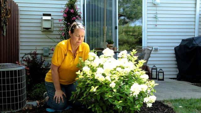 PETITTI How to plant a Panicle Hydrangea смотреть онлайн