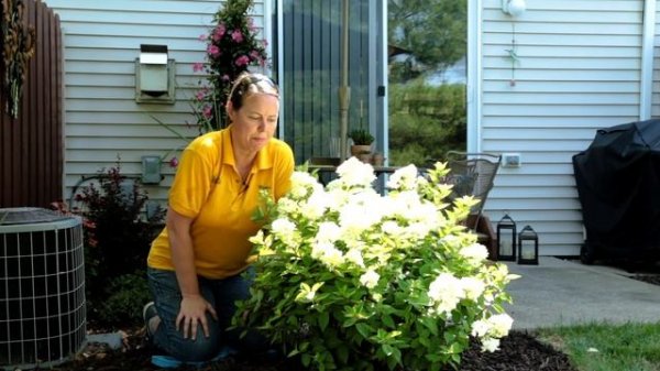 PETITTI How to plant a Panicle Hydrangea