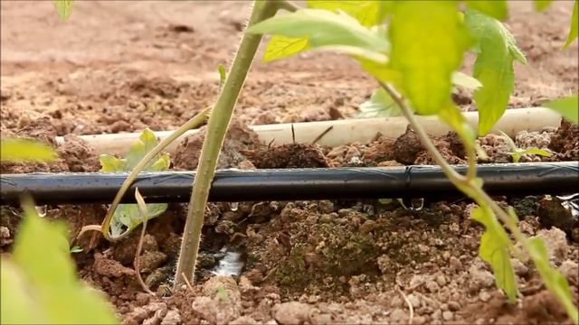 Подкормка с использованием инжектора