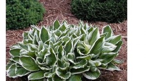 Хоста волнистая Албомаргината (hosta undulata Albomarginata)
