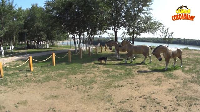 Павлодар Гусиный перелет / Набережная Павлодар 2019 / Химгородки Павлодар / Иртыш смотреть онлайн