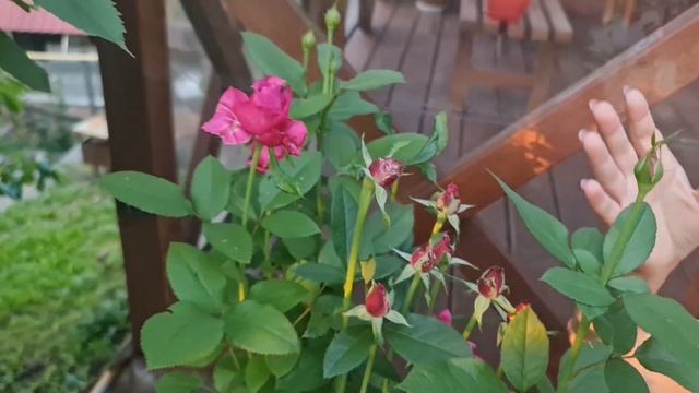 Троянди з відмінним здоров’ям: Лион роуз, Мокароса, Блю Парфум, Єдіт. смотреть онлайн