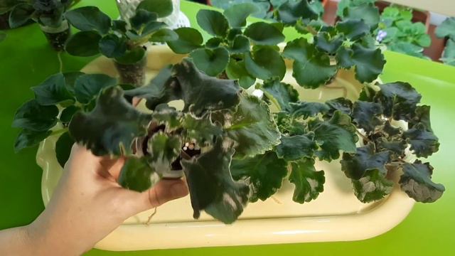 Болталка про фиалки! О грунте, детках и стартёрах! смотреть онлайн