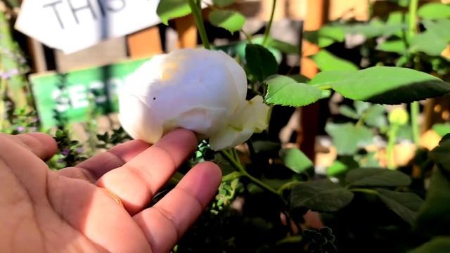 CLAIRE AUSTIN DAVID AUSTIN ENGLISH CLIMBING ROSE / BEST FOR HEALT / BEST FOR FRAGRANCE смотреть онлайн
