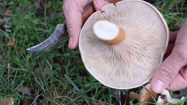 PLATERA CLITOCYBE GEOTROPA смотреть онлайн