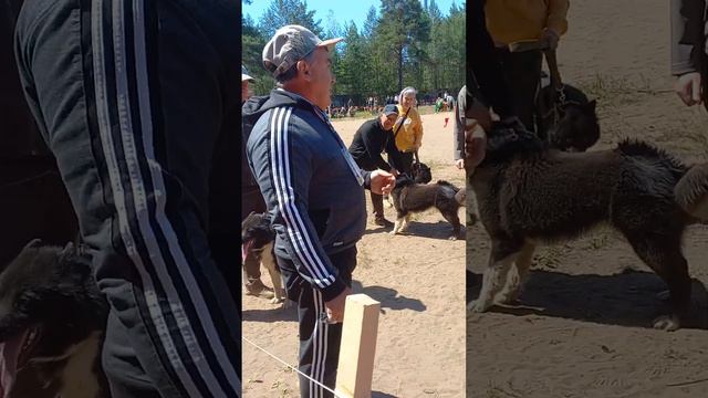 Юбилейная 75 Пермская выставка ЛРЕ кобели средняя группа. Продолжение. смотреть онлайн