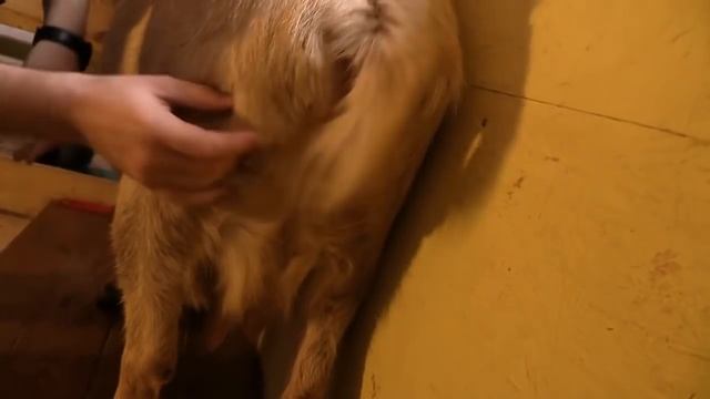 Советы начинающим, как выбрать козу смотреть онлайн